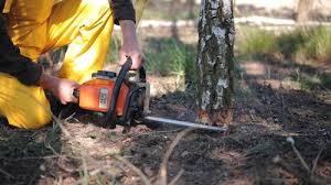 Why Choose Our Tree Removal Services in Maiden, NC?